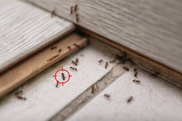 Best Insect Control  in Falmouth Foreside, ME